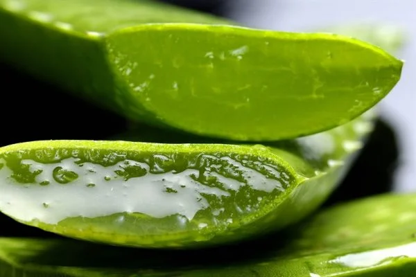 CMO HACER GEL DE ALOE VERA CASERO Y 5 FORMAS DE USARLO - Kalimiel Cursos